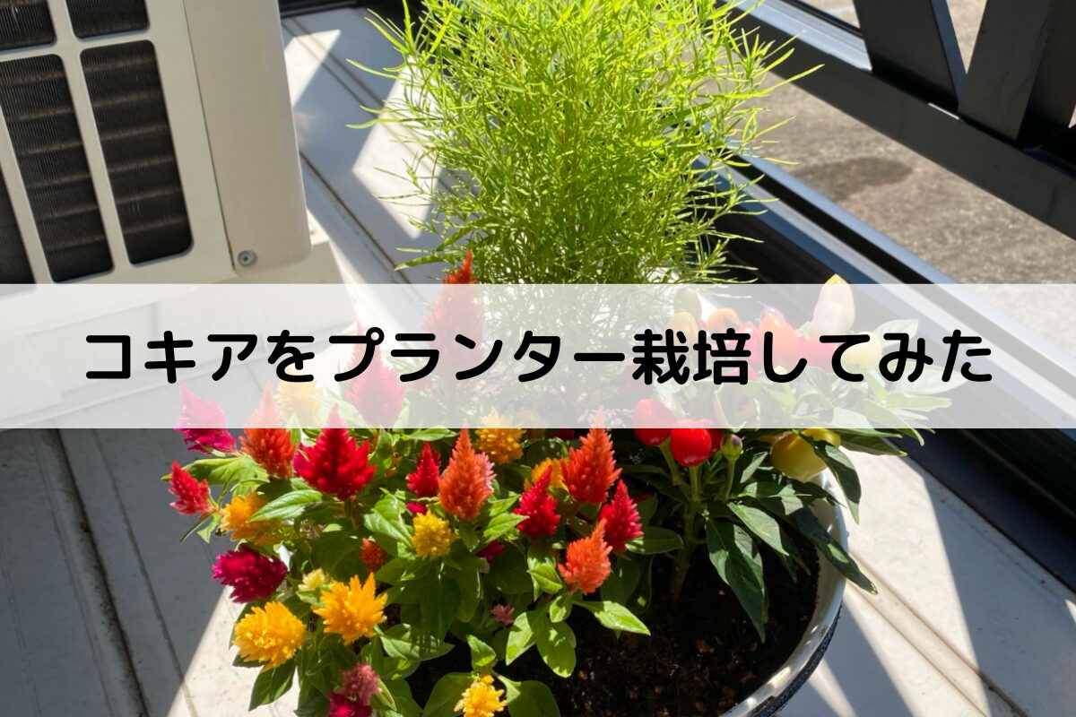 コキア の 育て 方