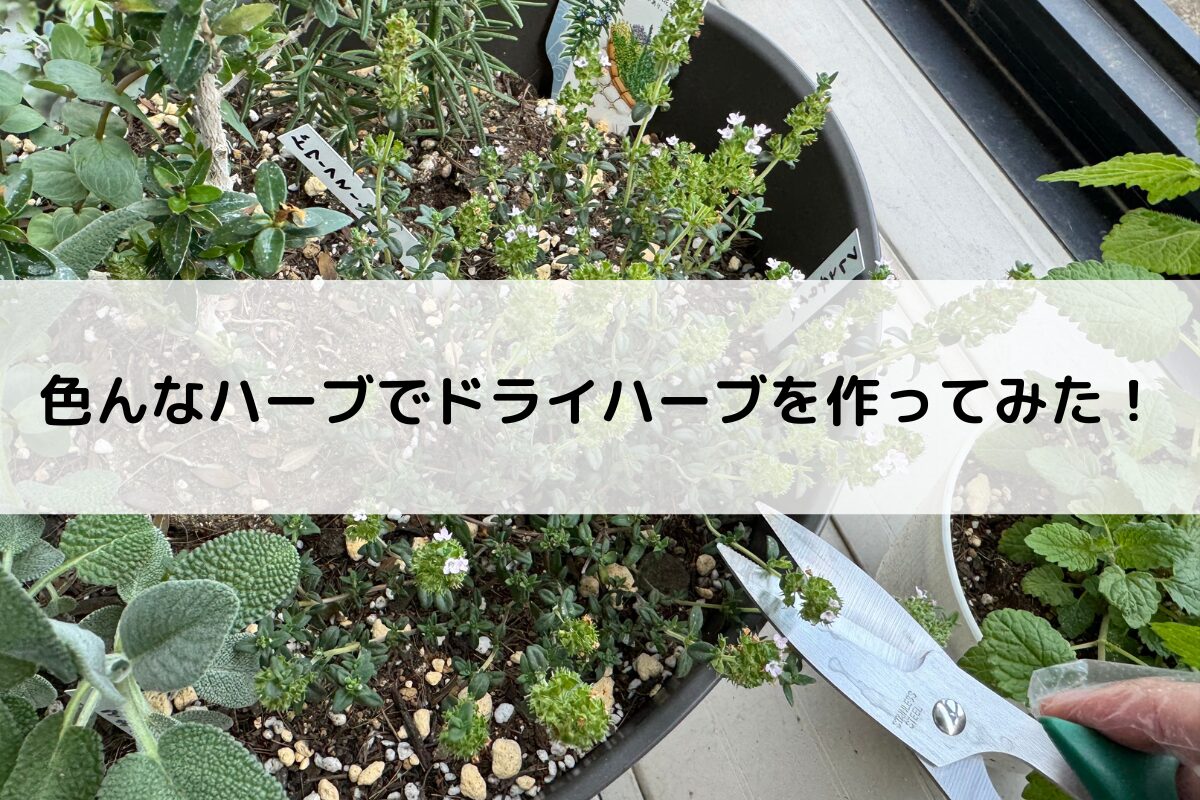 ドライハーブを作ってみた（オレガノ・タイム・ローズマリー・セージ 